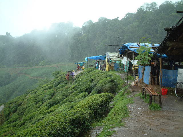 インドダージリンの茶園