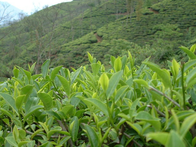 ダージリンの茶木