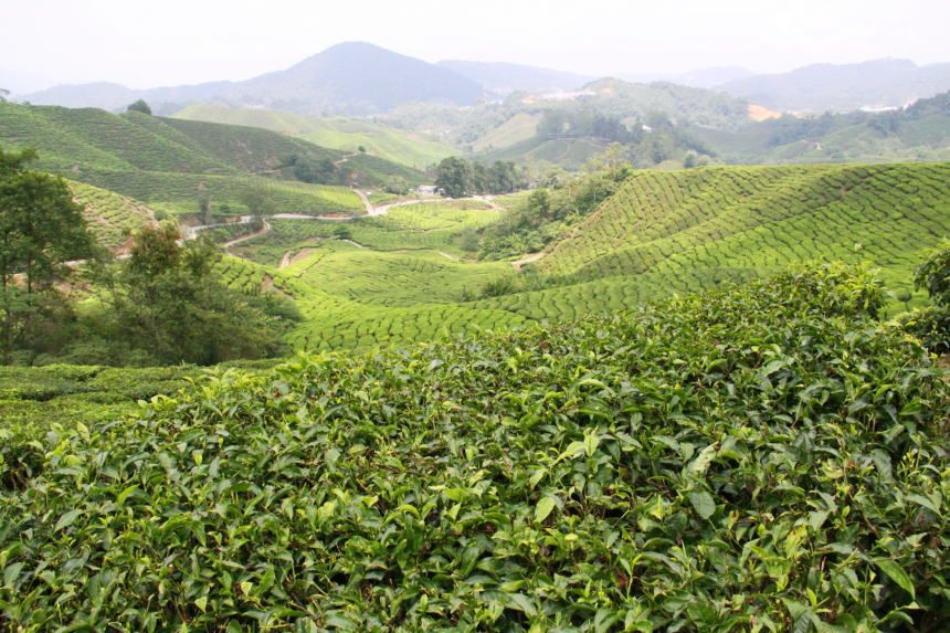 紅茶の種類その２：産地茶とブレンドティー